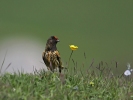 Red-fronted Serin/Serinus pusillus, Family Finches